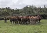 Troupeau de vaches de race limousine dans un pré, Creuse, octobre 2025.