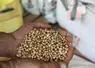 graines de soja au creux de mains