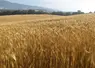 Blé bio dans le Vaucluse