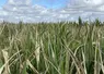 <em class="placeholder">maïs souffrant de la sécheresse et de la canicule en Vendée en juillet 2026</em>