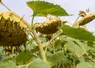 <em class="placeholder">septembre 2021, plaine de Versailles. Tournesol</em>