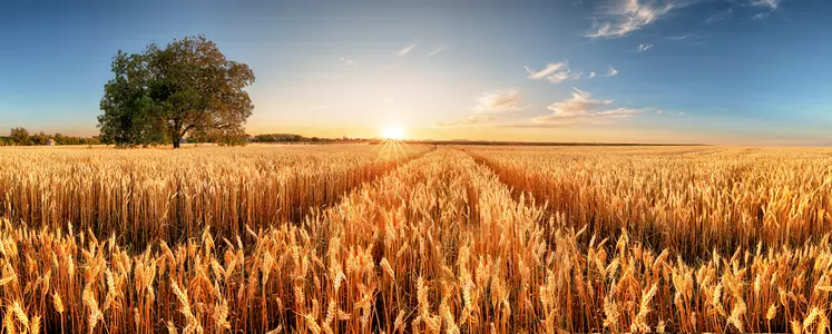  La demande demeure encore forte en blé sur la campagne actuelle. De nombreux opérateurs scrutent déjà le potentiel de la nouvelle campagne.