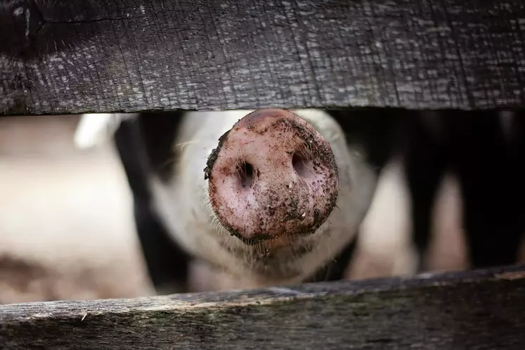 Groin Porc