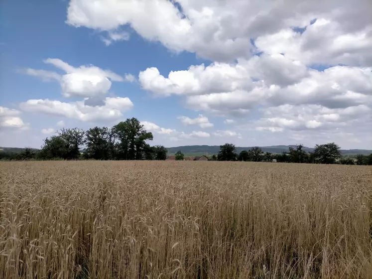 Champ de triticale en Creuse, 14 juillet 2023.