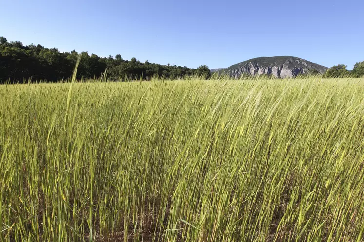 Du petit épeautre cultivé en bio pour la boulangerie - champ de céréales sur le plateau de Valensole