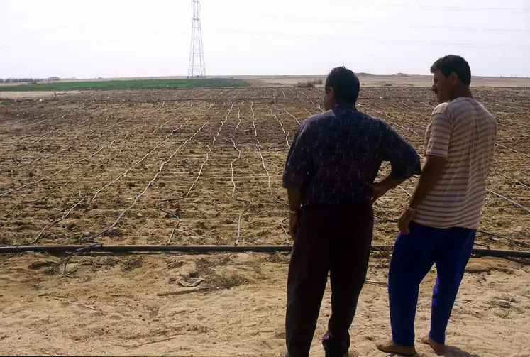 cultures - irrigation dans le désert en Égypte