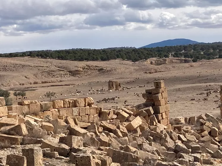 moutons au pâturage en tunisie, sécheresse, ruines romaines Haidra