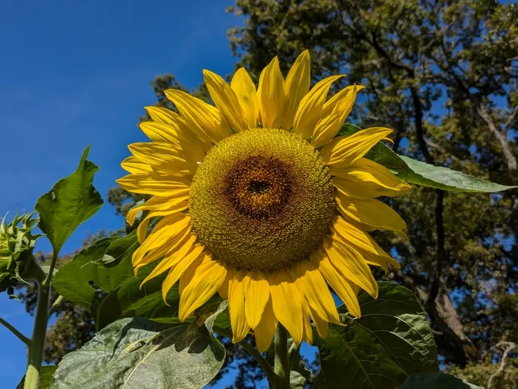 <em class="placeholder">Fleur de tournesol, photographiée dans le département de la Creuse, en août 2024.</em>