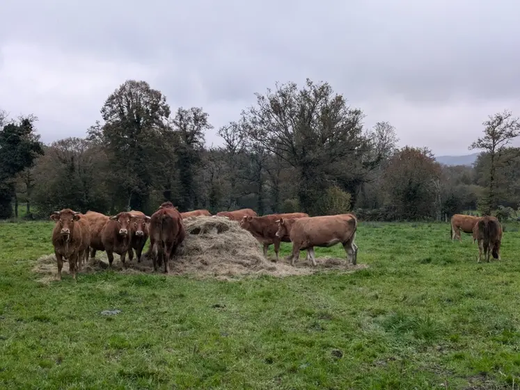 <em class="placeholder">Troupeau de vaches limousines dans un pré, en Creuse, novembre 2024.</em>