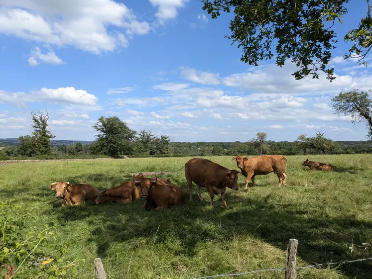 Troupeau de vache au champ, en Creuse, été 2024.