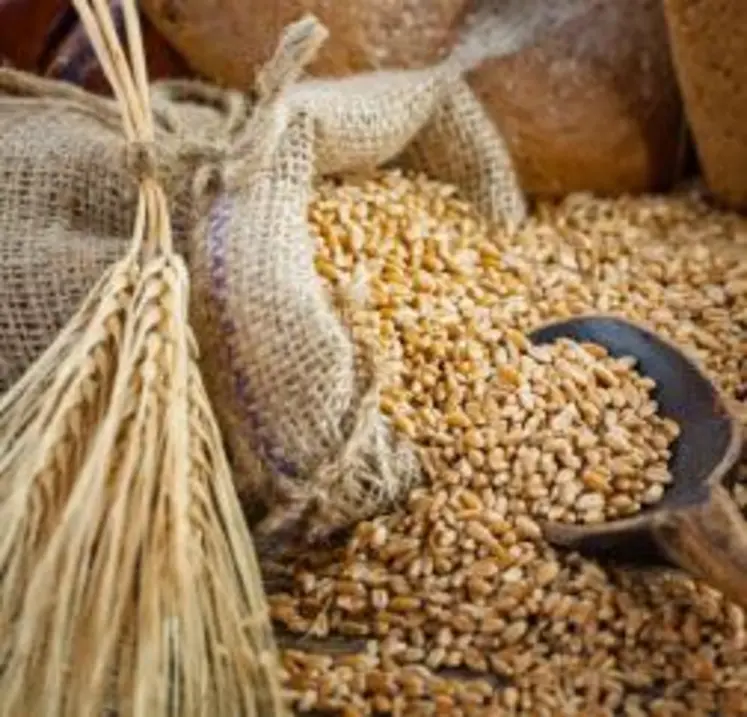 photo de grains de blé sortant d'un sac en toile de jute et épi de blé.