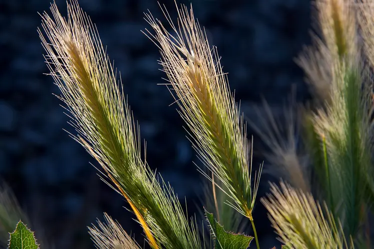 Des épis d'orges