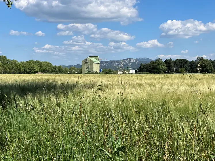 Parcelle de blé dur dans les Bouches du Rhône en juin 2024