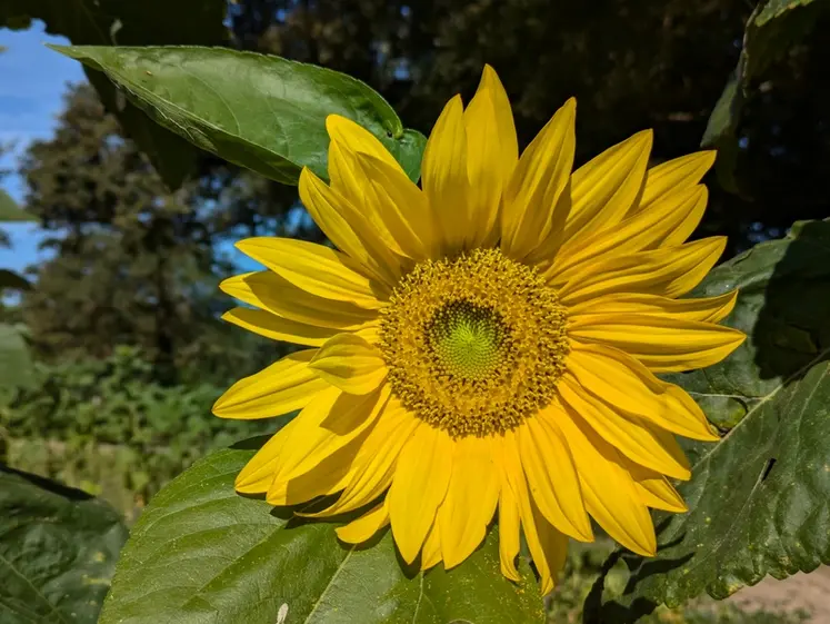 <em class="placeholder">Fleur de tournesol, en Creuse, Juillet 2024.</em>