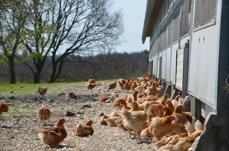 <em class="placeholder">aviculture. production de volailles fermières dans l&#039;Allier. élevage de volaille en plein air.</em>