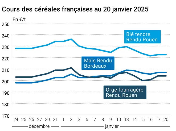 prix du blé tendre rendu Rouen, de l'orge fourragère rendu Rouen et du maïs rendu Bordeaux en juillet août 2024