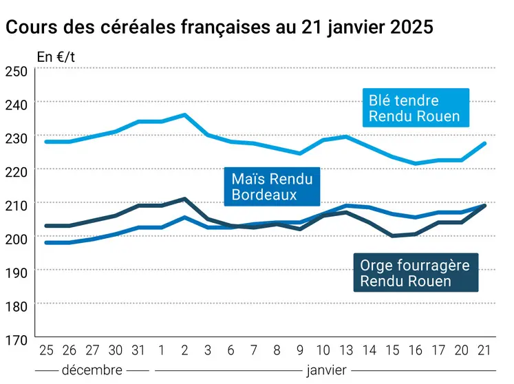 prix du blé tendre rendu Rouen, de l'orge fourragère rendu Rouen et du maïs rendu Bordeaux en juillet août 2024