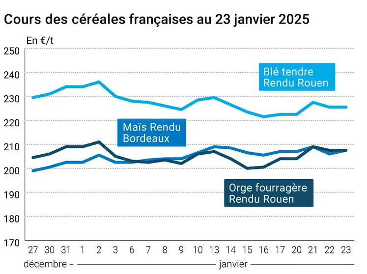 prix du blé tendre rendu Rouen, de l'orge fourragère rendu Rouen et du maïs rendu Bordeaux en juillet août 2024