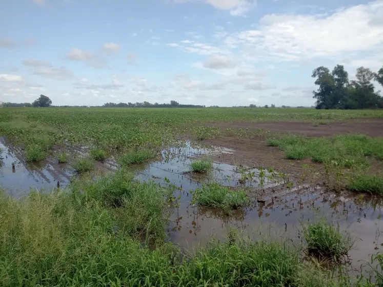 Excès d'eau dans un champ de soja en Argentine.