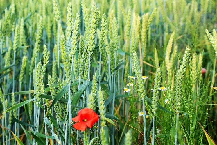 champ de blé avec coquelicot