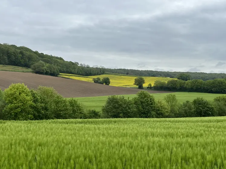 Paysage en mai, diversité culturale, bocage, haies, colza en fleurs, orge.