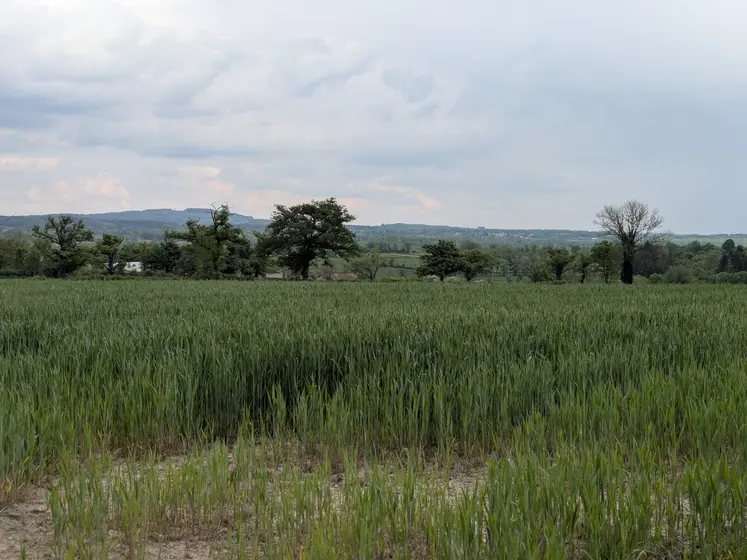 Champ de blé, en Creuse, mai 2025.