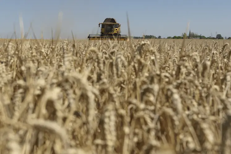 Moisson dans l'Indre près d'Issoudun le 7 juillet 2022. Récolte de blé tendre particulièrement précoce, avec du blé Cesario.