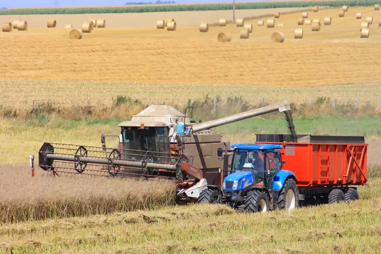 Une moissonneuse batteuse en action dans un champ de colza 2025