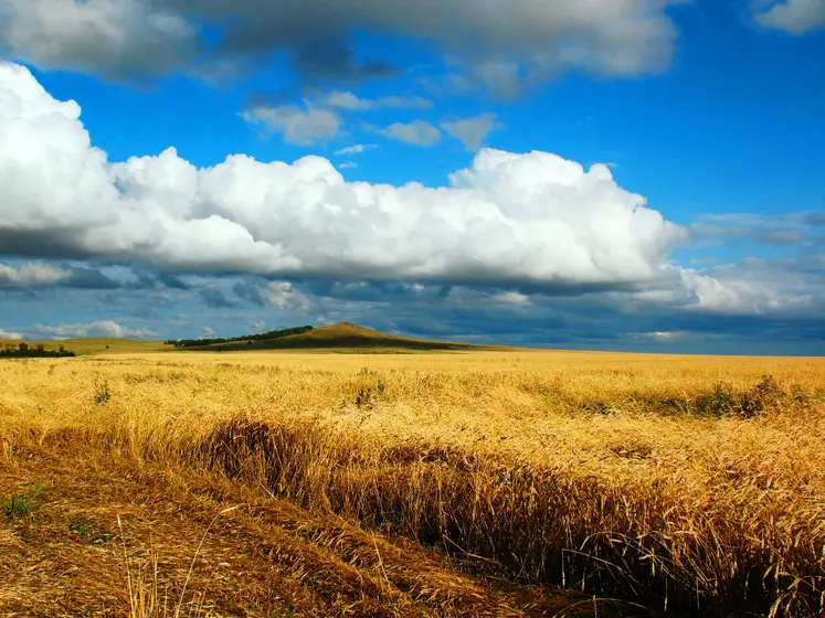 Champ de blé au Kazakhstan.