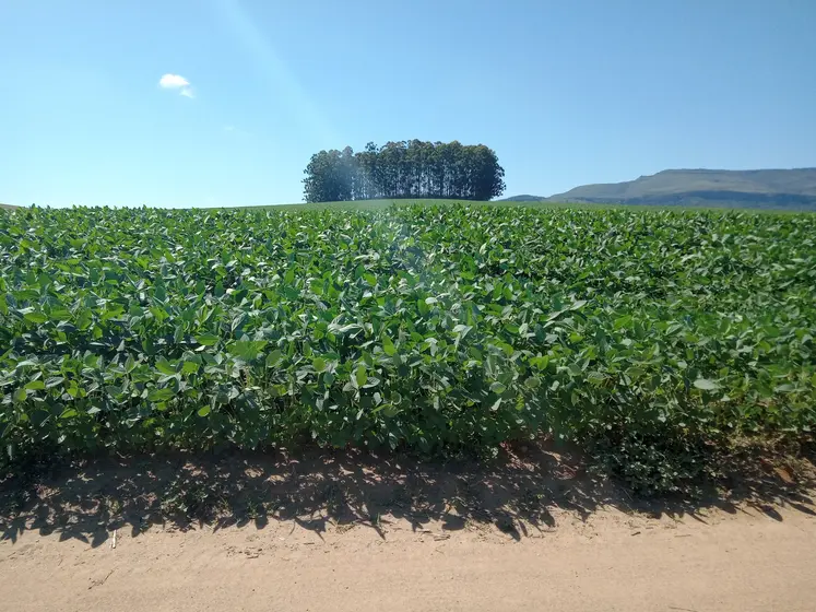 Champ de soja au Minas Gerais. Décembre 2024.