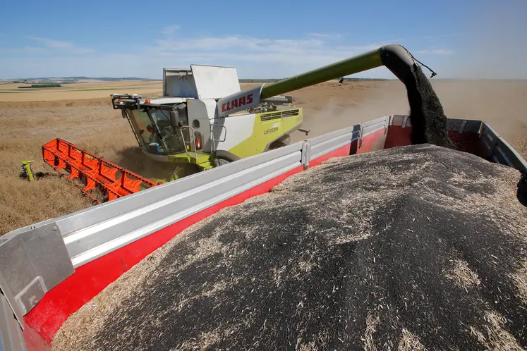 Moisson du Colza dans les plaines cerealieres de la Marne. Agriculteur moissonnant sa parcelle de Colza avec une moissonneuse bateuse Claas 740 Lexion.