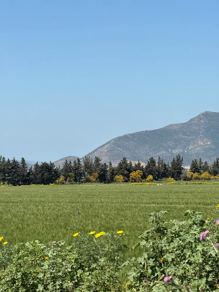Champ de céréales aux environs de Mateur, Tunisie en avril 2025