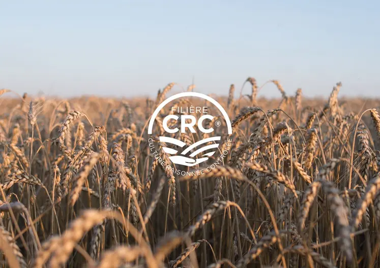 logo CRC sur champ de céréales à paille