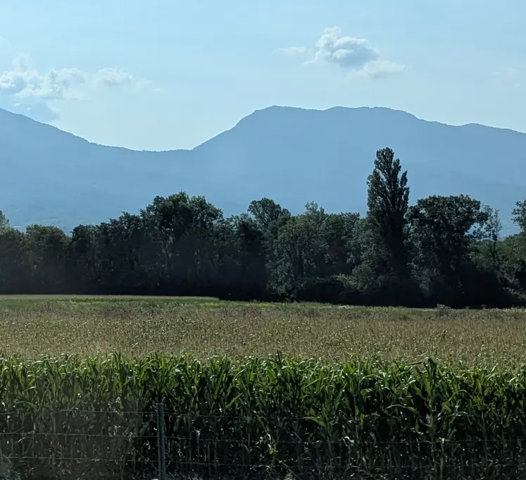 Champ de maïs, Isère, août 2025.