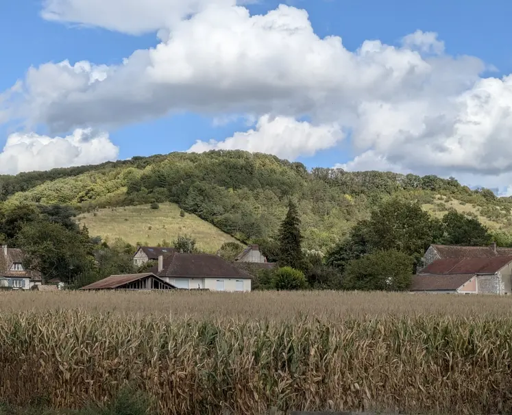 Champ de maïs, Vexin, septembre 2025