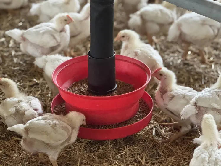 Poulets autour d'une mangeoire, plaine de granulés.