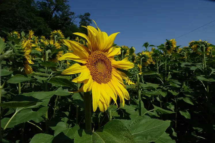 Tournesol en fleur dans un champ.