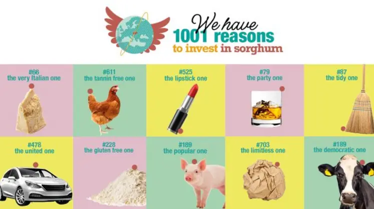 Affiche avec icônes représentant les 1001 raisons de cultiver du sorgho.