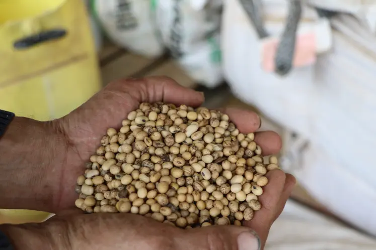 graines de soja au creux de mains