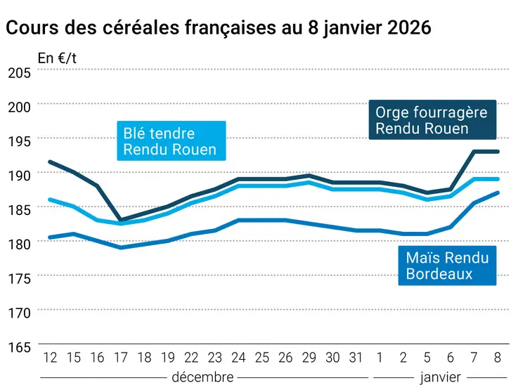 prix du blé tendre rendu Rouen, de l'orge fourragère rendu Rouen et du maïs rendu Bordeaux en juillet août 2024