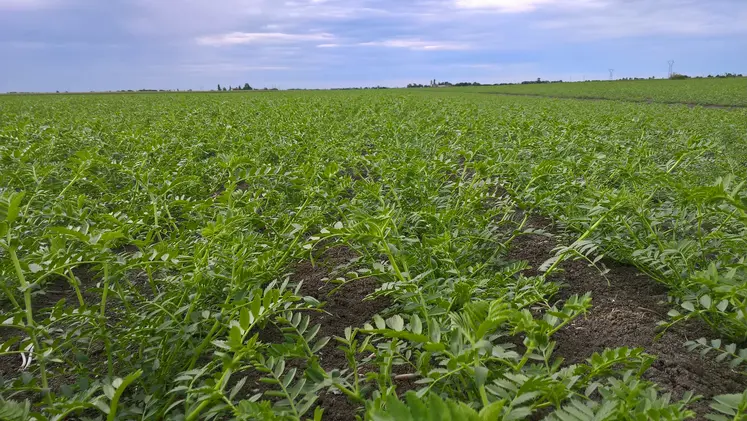 Champ de pois chiche.