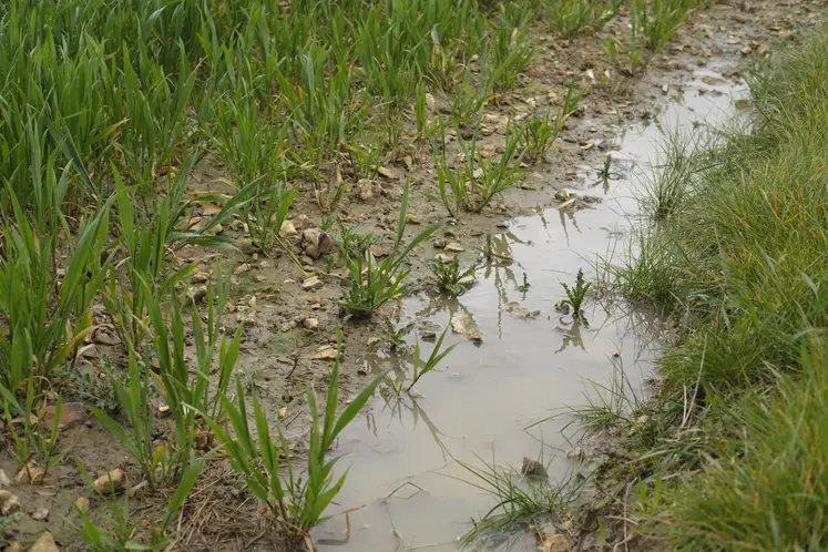 Champ de céréales inondé