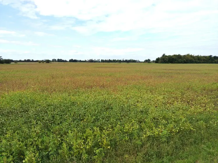<em class="placeholder">Champ de soja sur le point d'être récolté, dans la province de Buenos Aires, en Argentine.</em>