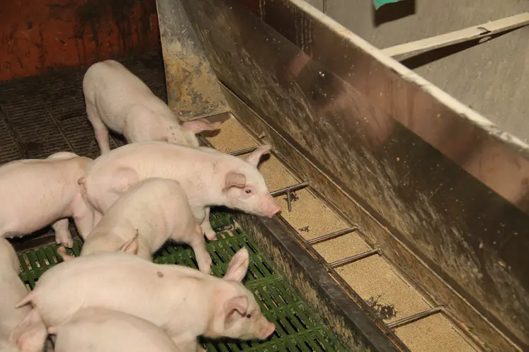 Porcs en stabulation et mangeoire