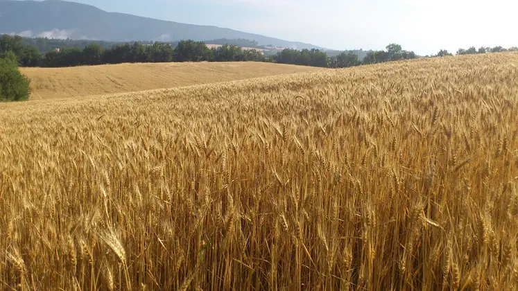 Blé bio dans le Vaucluse