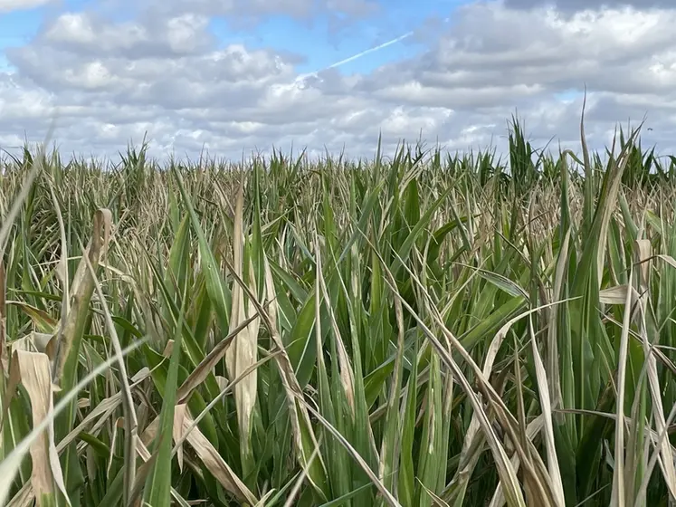 <em class="placeholder">maïs souffrant de la sécheresse et de la canicule en Vendée en juillet 2026</em>