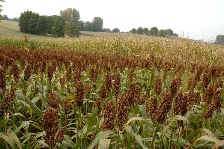 <em class="placeholder">Culture du sorgho dans le Haut-Rhin (chez Daniel Christnacher). Epis. Inflorescences</em>