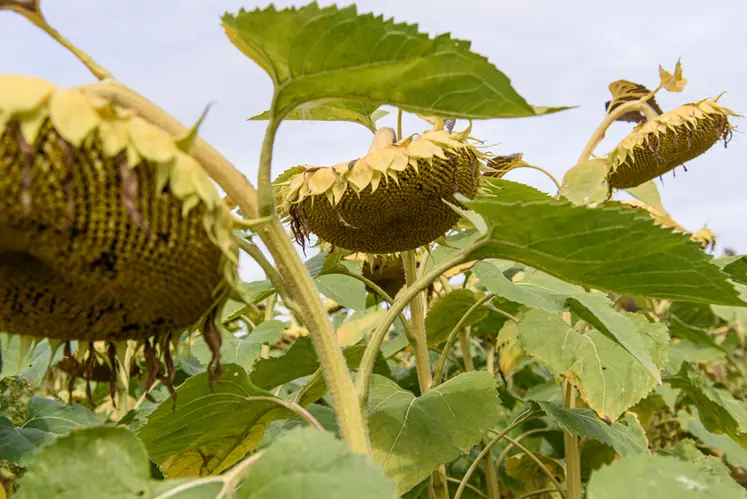 <em class="placeholder">septembre 2021, plaine de Versailles. Tournesol</em>