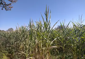 culture de maïs - Creuse - septembre 2023
