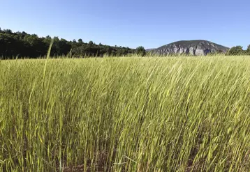 Du petit épeautre cultivé en bio pour la boulangerie - champ de céréales sur le plateau de Valensole